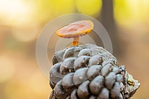 Close-up Mushrooms in a Pine Forest Plantation in Tokai Forest Cape Town