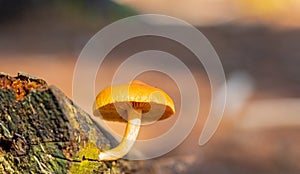 Close-up Mushrooms in a Pine Forest Plantation in Tokai Forest Cape Town