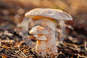 Close-up Mushrooms in a Pine Forest Plantation in Tokai Forest Cape Town