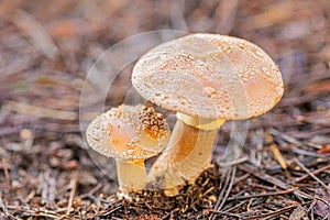Close-up Mushrooms in a Pine Forest Plantation in Tokai Forest Cape Town