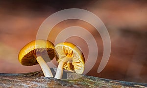 Close-up Mushrooms in a Pine Forest Plantation in Tokai Forest Cape Town