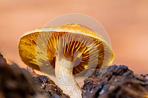 Close-up Mushrooms in a Pine Forest Plantation in Tokai Forest Cape Town