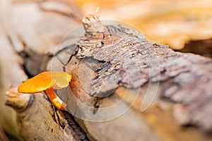 Close-up Mushrooms in a Pine Forest Plantation in Tokai Forest Cape Town