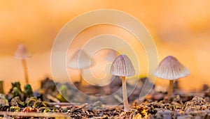 Close-up Mushrooms in a Pine Forest Plantation in Tokai Forest Cape Town