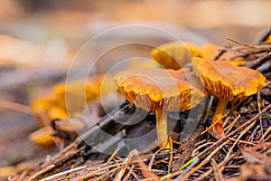 Close-up Mushrooms in a Pine Forest Plantation in Tokai Forest Cape Town