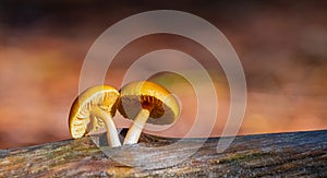 Close-up Mushrooms in a Pine Forest Plantation in Tokai Forest Cape Town