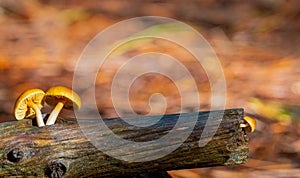 Close-up Mushrooms in a Pine Forest Plantation in Tokai Forest Cape Town