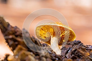 Close-up Mushrooms in a Pine Forest Plantation in Tokai Forest Cape Town