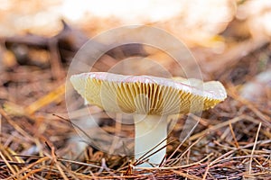 Close-up Mushrooms in a Pine Forest Plantation in Tokai Forest Cape Town