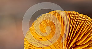 Close-up Mushrooms in a Pine Forest Plantation in Tokai Forest Cape Town