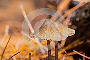 Close-up Mushrooms in a Pine Forest Plantation in Tokai Forest Cape Town