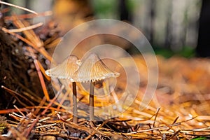 Close-up Mushrooms in a Pine Forest Plantation in Tokai Forest Cape Town