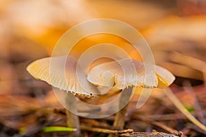 Close-up Mushrooms in a Pine Forest Plantation in Tokai Forest Cape Town