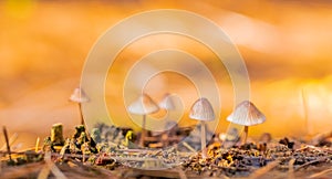 Close-up Mushrooms in a Pine Forest Plantation in Tokai Forest Cape Town