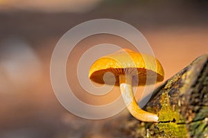 Close-up Mushrooms in a Pine Forest Plantation in Tokai Forest Cape Town