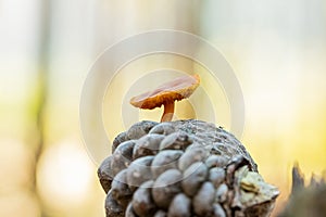 Close-up Mushrooms in a Pine Forest Plantation in Tokai Forest Cape Town