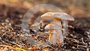 Close-up Mushrooms in a Pine Forest Plantation in Tokai Forest Cape Town