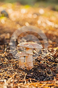 Close-up Mushrooms in a Pine Forest Plantation in Tokai Forest Cape Town