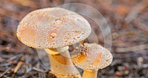 Close-up Mushrooms in a Pine Forest Plantation in Tokai Forest Cape Town