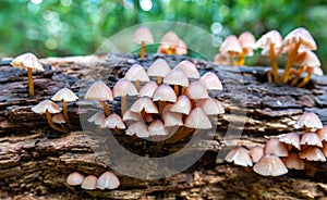 A close up of mushrooms on a tree