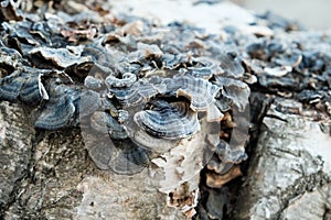 close up of mushrooms on a tree trunk