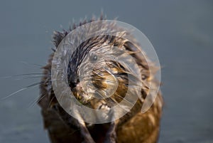 Close up Muskrat