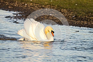 Close up of a Mute Swan Cygnus olor in threat pose swimming across lake at speed