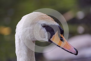 Close up of Mute Swan head profile.