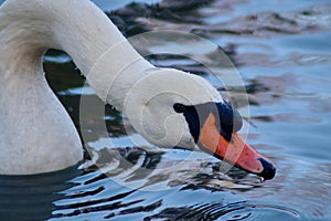 A mute swan about to drink