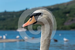 Close up of a mute swan on a lake in Llanberis, Wales