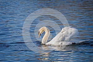 Close up of a Mute Swan making headway on a lake in Wiltshire,