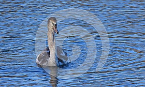 Close up of Mute Swan Signet - Juvenile on Water