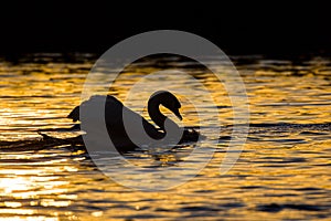 Close up of a Mute Swan in silhouette, swimming past to chase off rival swans