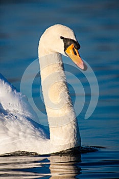 Close-up of a Mute Swan swimming past to chase off rival swans