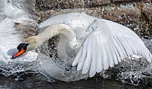 Close up of a mute swan violently flapping wings creating great splashes of water