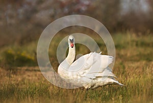 Close up of a Mute swan in wetlands