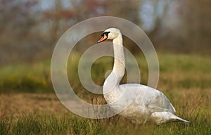 Close up of a Mute swan in wetlands