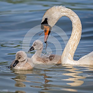 Close up of mute swans family Cygnus olor