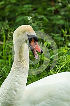 Close up of a Mute Swans Signus olor