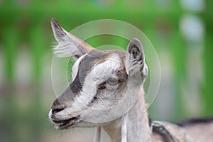 Close-up of the muzzle