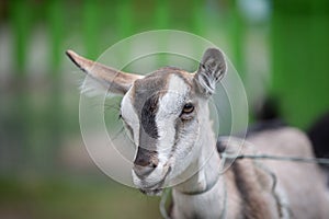 Close-up of the muzzle