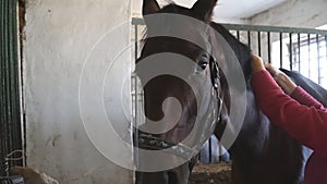 Close up muzzle of beautiful brown horse looking into camera. Unrecognizable jockey preparing his pet to competition or