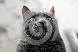 Close-up muzzle of a beautiful gray russian blue cat with yellow-green eyes