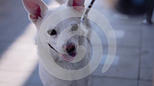 Close-up of the muzzle of a beautiful white PLA. The dog is tied near the store and waits for his master. Very beautiful and good-