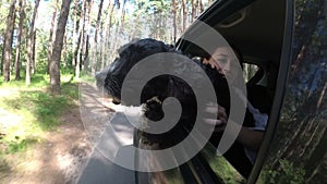 Close-up of the muzzle of a black mongrel dog that looks out of the window of a driving car on a sunny summer day. Its