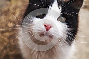 Close-up muzzle of a black-and-white cat