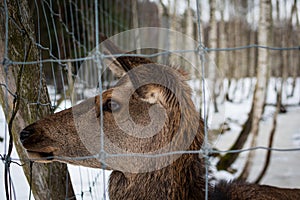 Close-up of the muzzle of a brown short-hair roe deer in a zoo behind a gray fence in winter, against the backdrop of trees, in