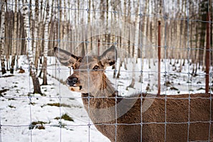 Close-up of the muzzle of a brown short-hair roe deer in a zoo behind a gray fence in winter, against the backdrop of trees, in