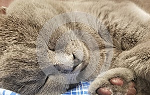 Gray british small kitten sleeps close-up. close-up of muzzle cat`s. cute kitty sleeping. cat`s paw pink pads