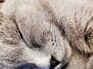 Gray british small kitten sleeps close-up. close-up of muzzle cat`s. cute kitty sleeping